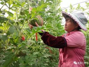 站在树上吃瓜,揭秘高空“吃瓜”的独特体验